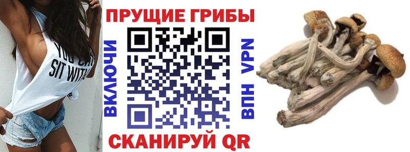 как найти наркотики  Хабаровск  Галлюциногенные грибы Psilocybe 
